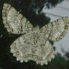 lidibug1